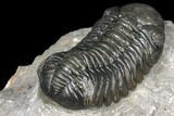 Austerops Trilobite - Nice Eye Facets #127014-4